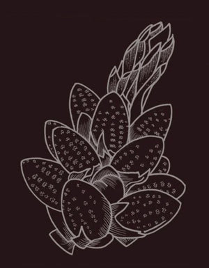 Wild Lodgepole Pine Pollen Tincture - Certified Organic (100mL-3.4 fl oz)