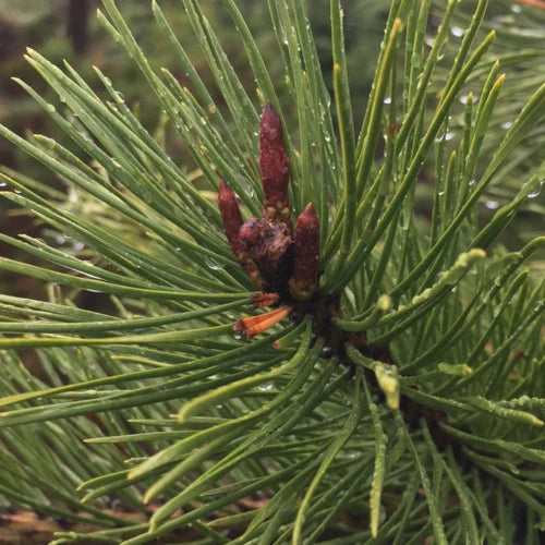 Pine Pollen Buds Still Developing