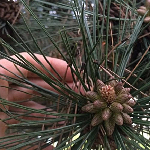 Pine Pollen Catkin on the Pine Tree