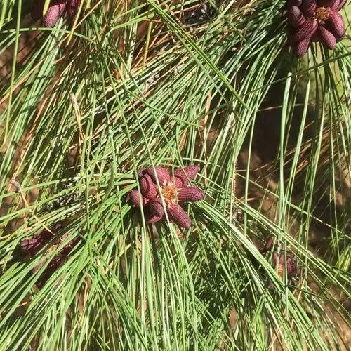 Pine Pollen 2017 Harvest