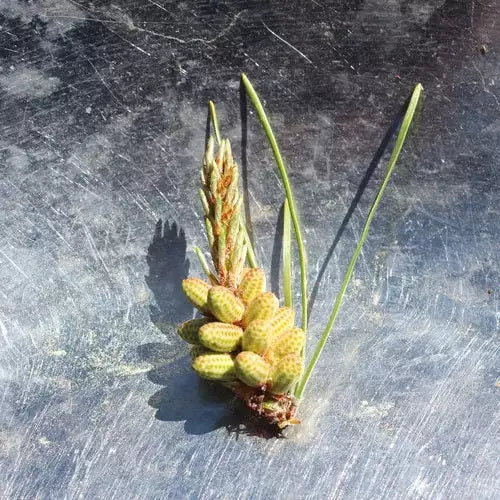 Pine Pollen in the Catkin