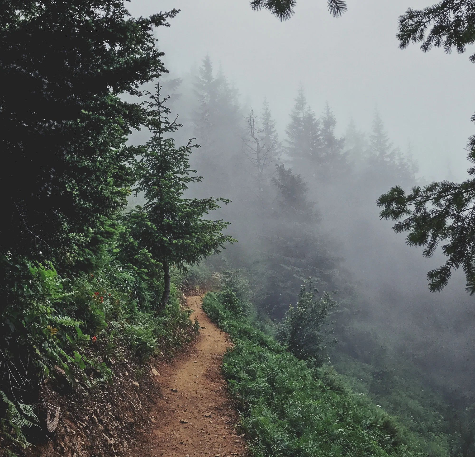 Spruce Tips, Pine Needles, and Vitamin C: Everything You Need to Know