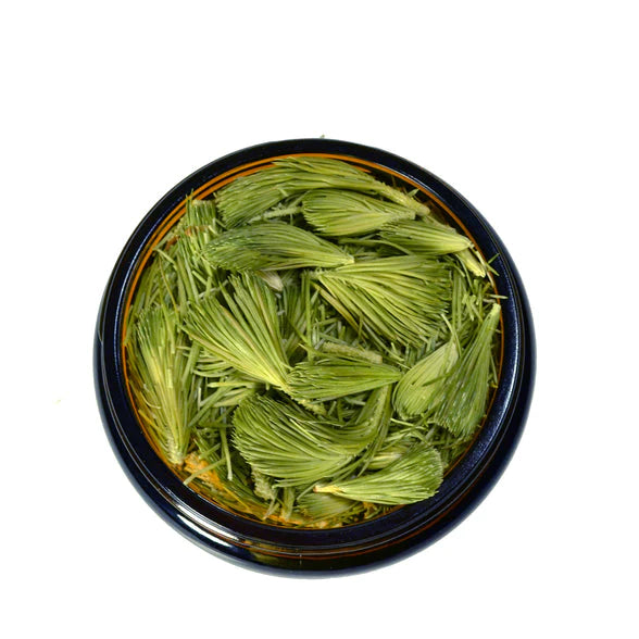 Wild Premium Spruce Tips - Freeze Dried (28g-1 oz.)